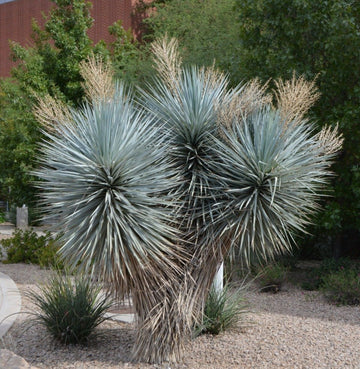 Yucca - Rigida