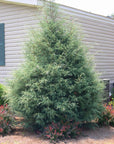 Cypress - Carolina Sapphire Arizona