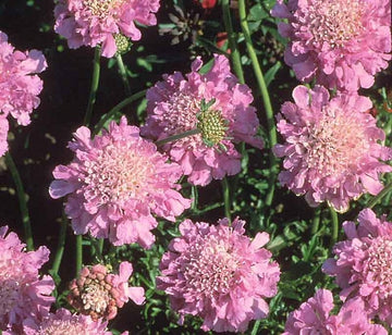 Scabiosa - Pink Mist Pincushion Flower