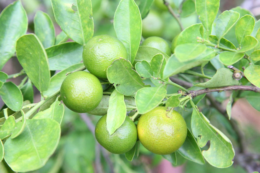 Lime - Mexican Thornless Tree Form