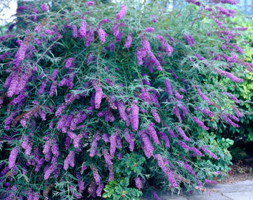 Butterfly Bush - Black Knight