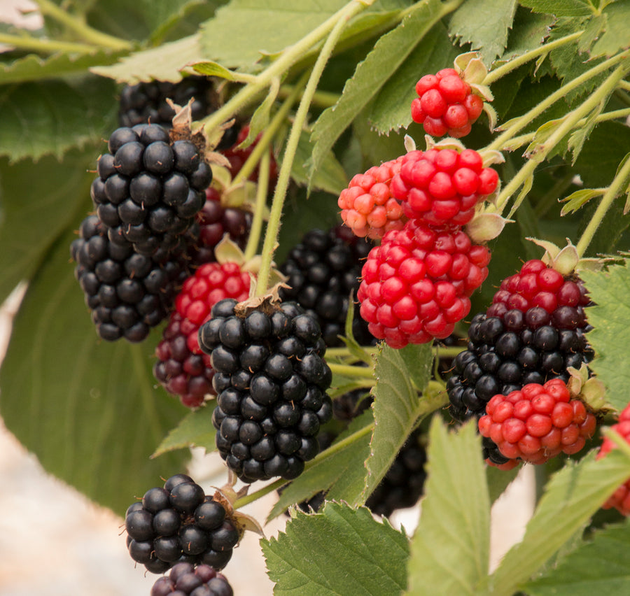 Blackberry - Baby Cakes Bushel and Berry