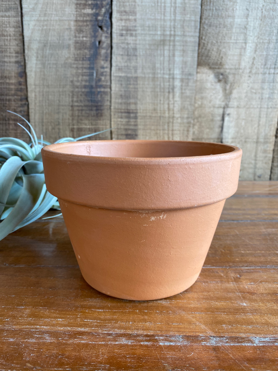 Azalea Terracotta Pot