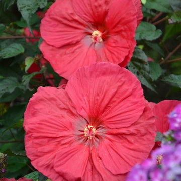 Hardy Hibiscus - Red