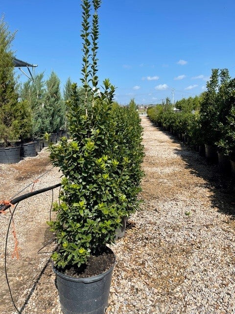 Holly - Oakleaf | Fossil Creek Tree Farm