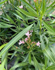 Oleander - Pink
