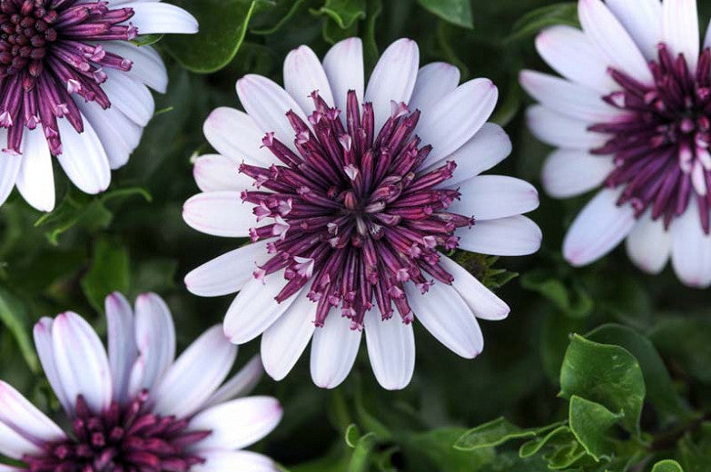 African Daisy - 4D Berry White