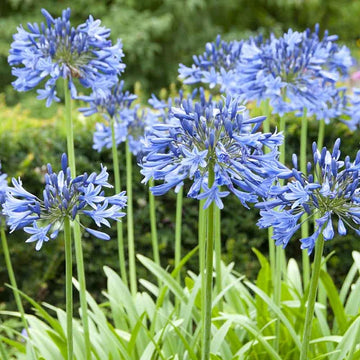 Agapanthus - Lily of the Nile