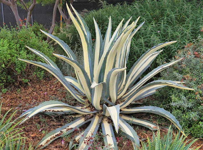 Agave - Mediopicta Alba