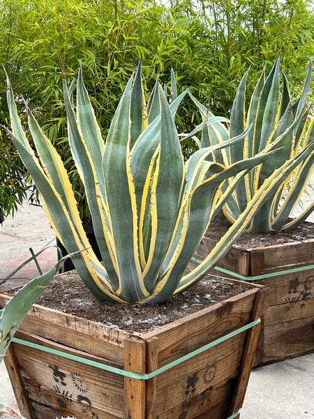 Agave - Variegated Americana