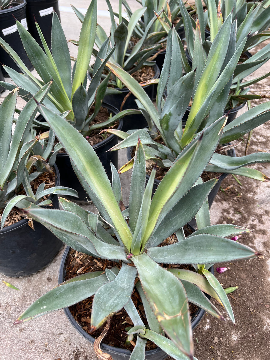 Agave - Murpheyi – Fossil Creek Tree Farm