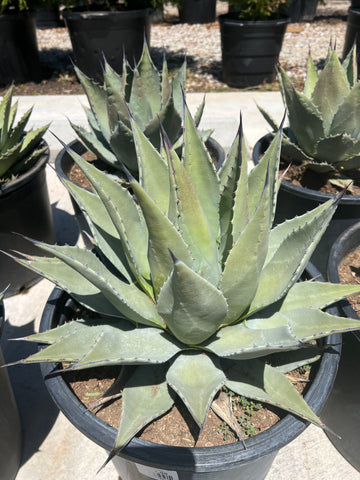 Agave - Parryi