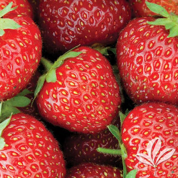 Strawberry - Allstar