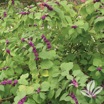 Beautyberry - American