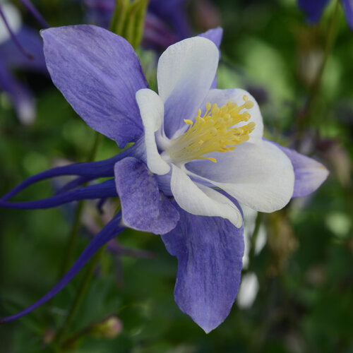 Aquilegia - Earlybird Blue and White