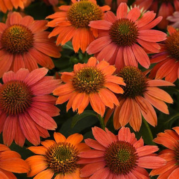 Coneflower - Artisan Red Ombre