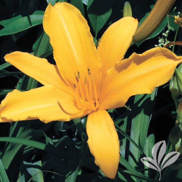 Daylily - Aztec Gold | Fossil Creek Tree Farm