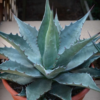 Agave - Baccarat