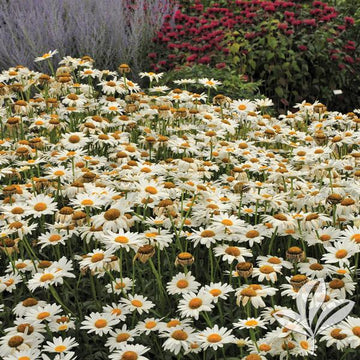 Shasta Daisy - Becky