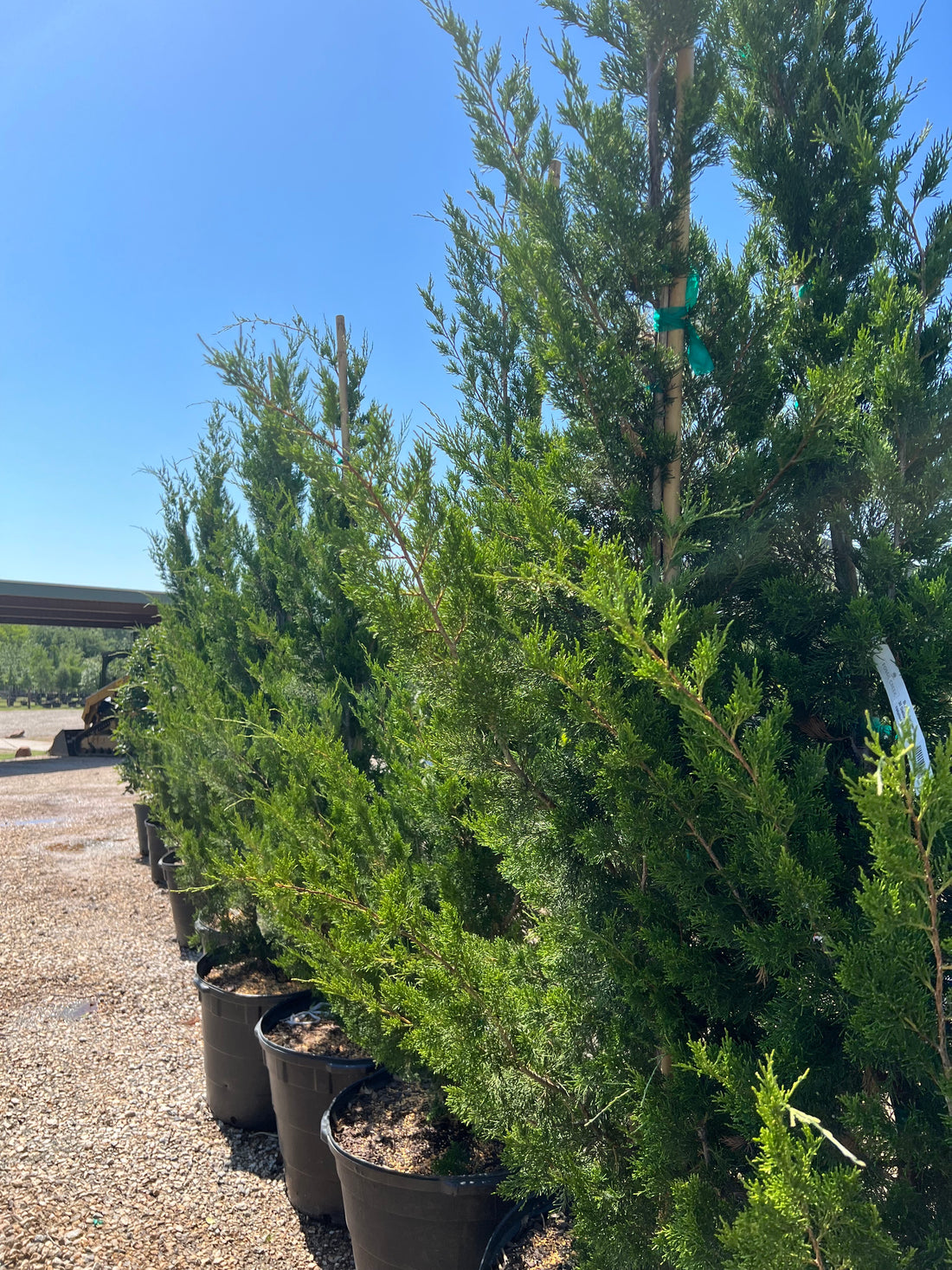 Juniper - Brodie | Fossil Creek Tree Farm