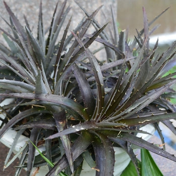 Dyckia - Burgundy Ice