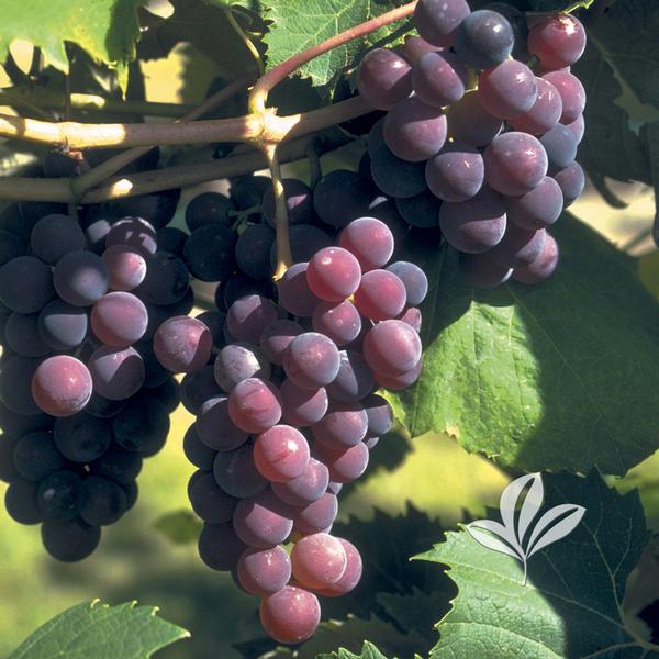 Grape - Catawba