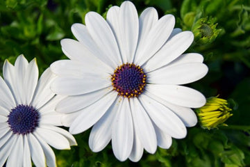African Daisy - Compact White