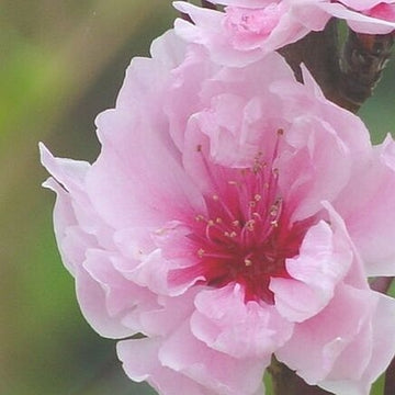 Peach - Corinthian Pink Flowering