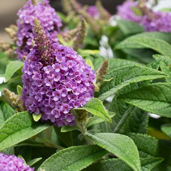 Butterfly Bush - Dapper Lavender