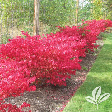 Dwarf Burning Bush