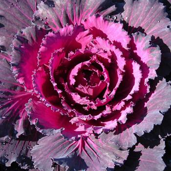 Flowering Cabbage - Red