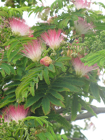 Mimosa Tree - E.H. Wilson