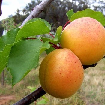 Apricot - Early Golden