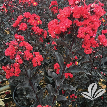 Crape Myrtle - Ebony Flame