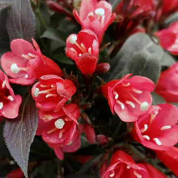 Weigela - Electric Love