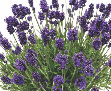 English Lavender - LaDiva Eternal Elegance