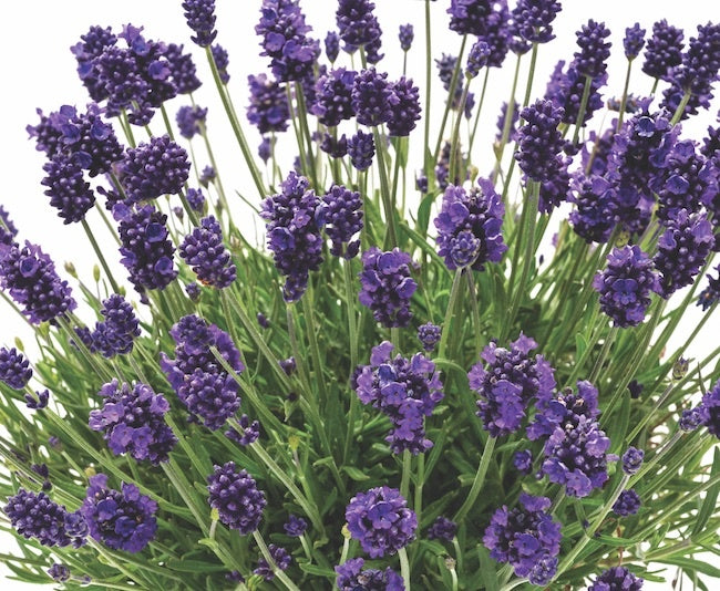 English Lavender - LaDiva Eternal Elegance