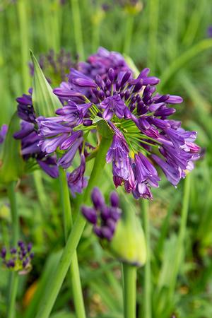 Agapanthus - Ever Amethyst Lily of the Nile