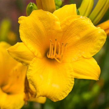 Daylily - Evergreen Stella