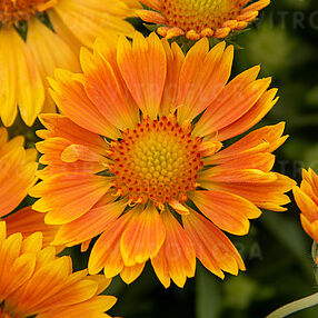 Gaillardia - SpinTop Mango