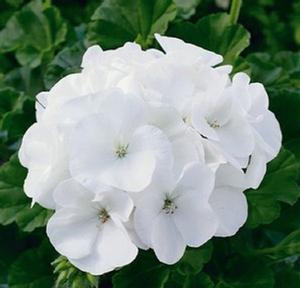 Geranium - Savannah White