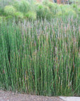 Horsetail Reed - Giant