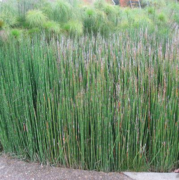 Horsetail Reed - Giant