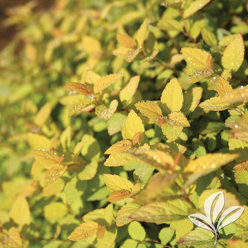 Spirea - Goldmound