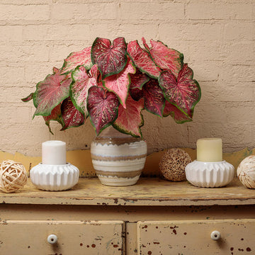 Caladium - Heart to Heart Tickle Me Pink Proven Winners