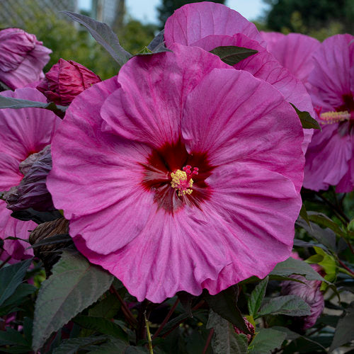 Hardy Hibiscus - Summerific Berry Awesome Proven Winners | Fossil Creek ...