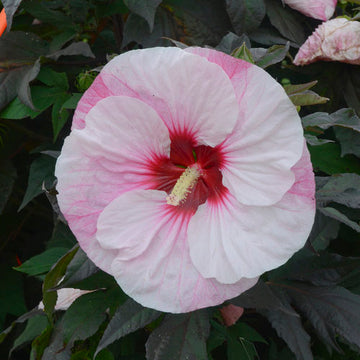 Hardy Hibiscus - Summerific Perfect Storm Proven Winners