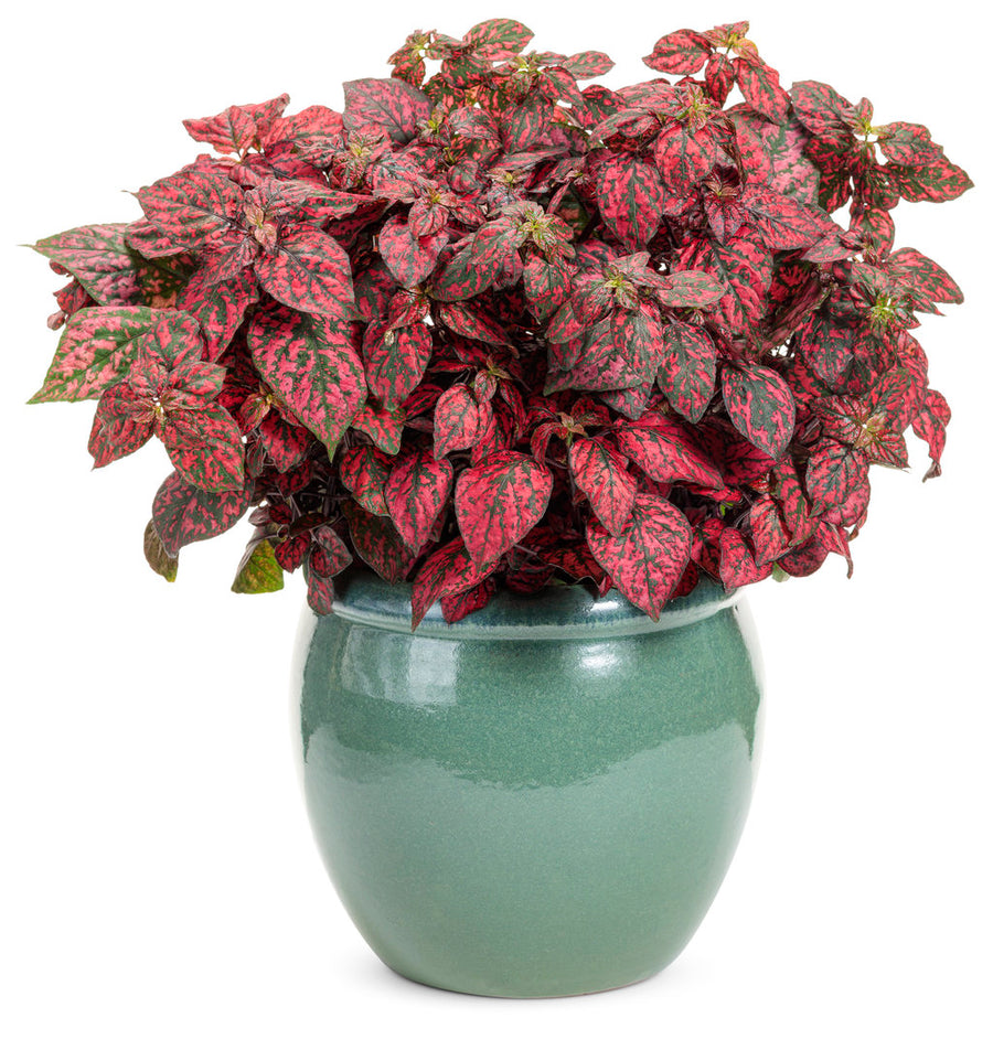 Hippo Red Polka Dot Plant Proven Winners
