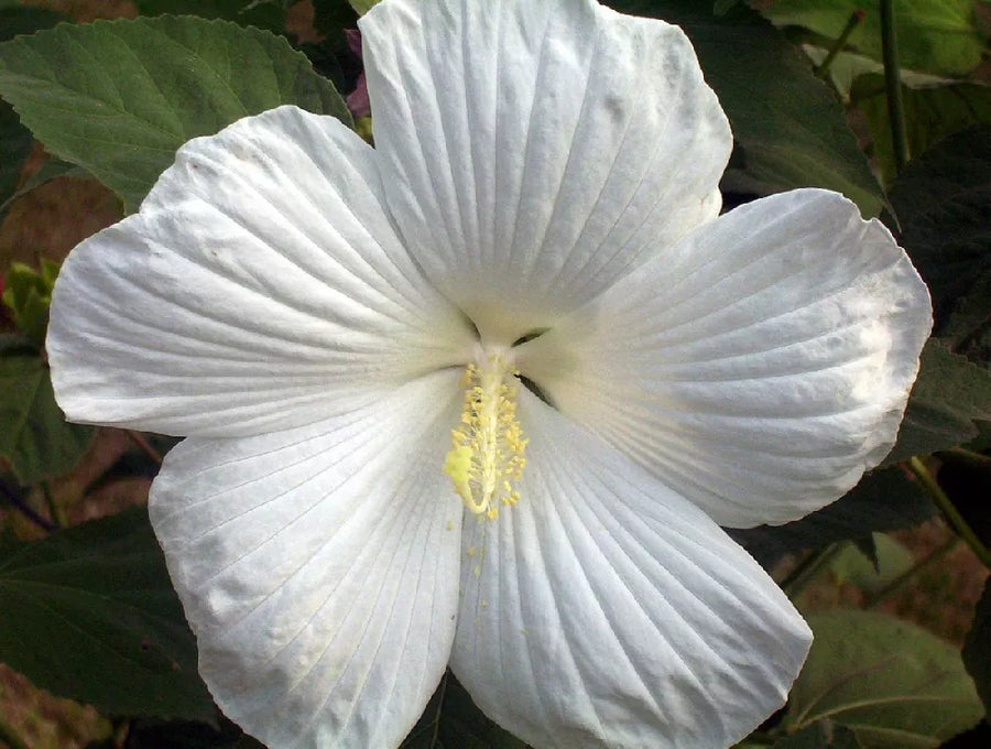 Tropical Hibiscus - Hollywood Earth Angel