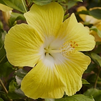 Tropical Hibiscus - Hollywood Leading Lady